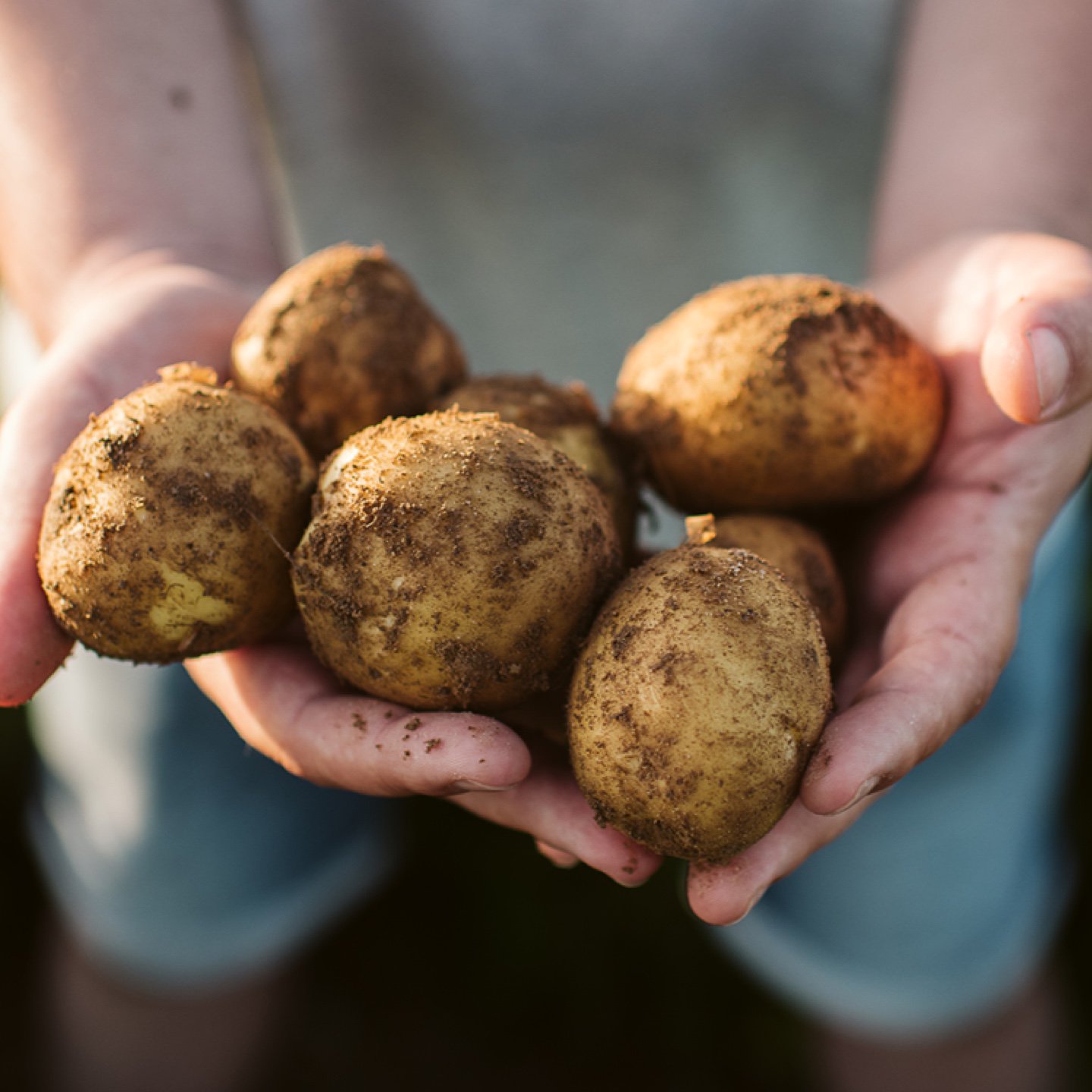 Hands holding multiple potatoes