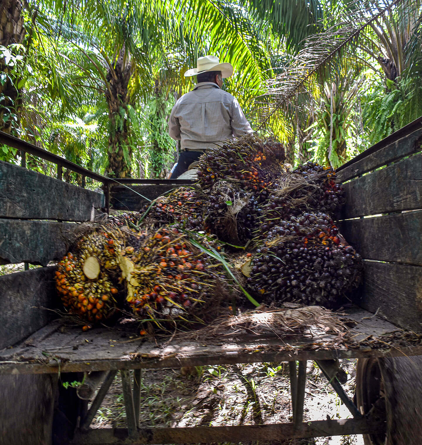 pep-pillars-agriculture-mexico